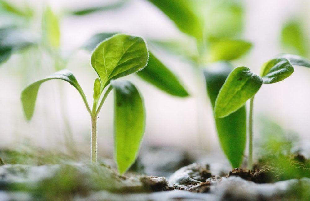 Växt som symboliserar ett växande småföretag